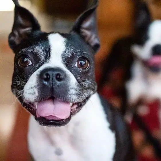 Top 18 Funniest Smiling Boston Terriers Ever | The Paws
