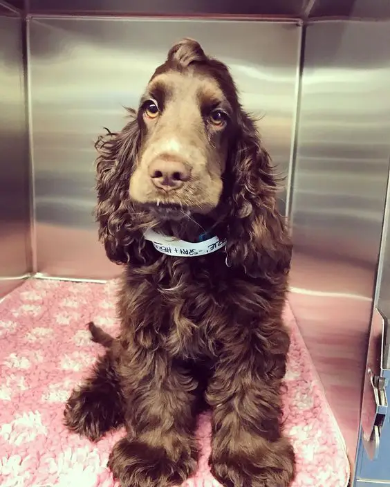 The 10 Cutest Brown Cocker Spaniel Pics That Will Cheer You Up! | Page