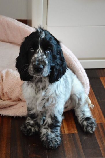 black and white cocker spaniel teddy