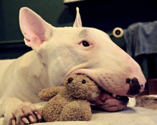 best toys for english bull terriers