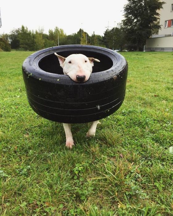 best toys for english bull terriers