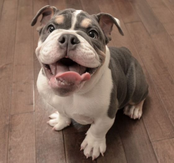 12+ Foods Your English Bulldog Should Never Eat The Paws