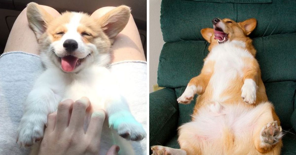 14 Reasons Corgis Are Not The Friendly Dogs Everyone Says They Are ...