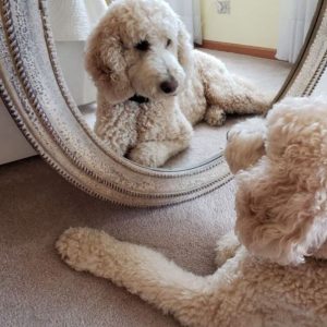 12 Reasons Poodles Are Not The Friendly Dogs Everyone Says They Are