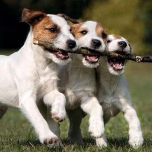 12 Things That Make Jack Russells Happy