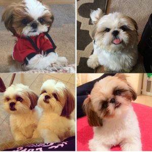 collage of friendly Shih Tzus