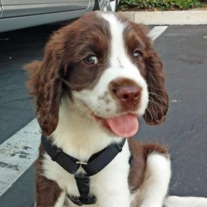 14 Reasons Springer Spaniels Are Not The Friendly Dogs Everyone Says They Are