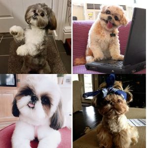 15 Reasons Why You Should Never Own Shih Tzus