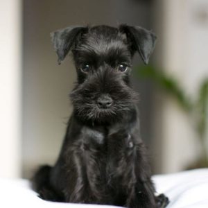 The 24 Cutest Pictures of Black Miniature Schnauzers