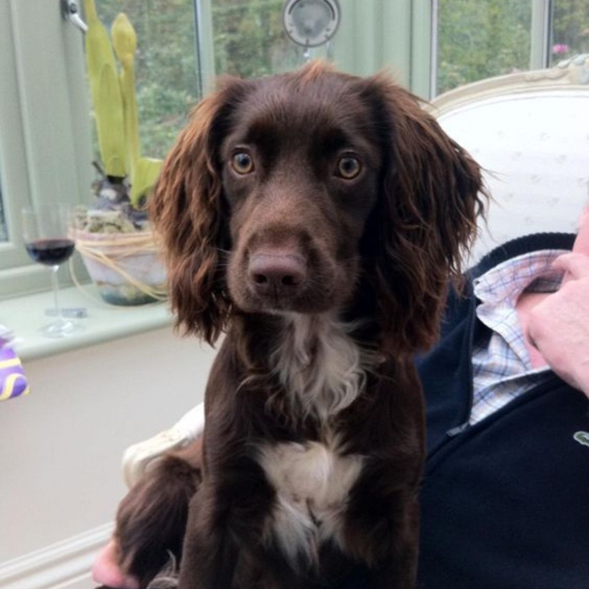 The 21 Cutest Pictures of Chocolate Cocker Spaniels - The Paws