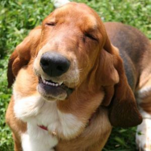 The 16 Funniest Basset Hound Jokes You Should Tell