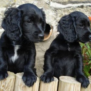 The 20 Cutest Pictures of Black Cocker Spaniels