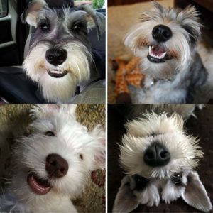 The 21 Happiest Schnauzers On Earth