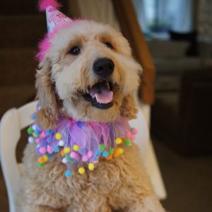 10 Signs You Are A Crazy Goldendoodle Person