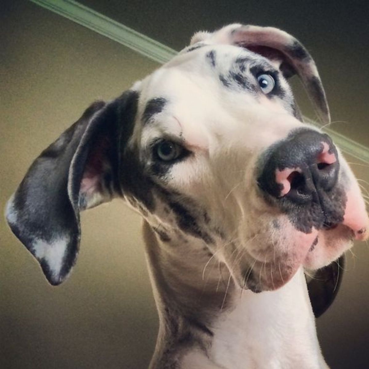 9 Problems Only Great Dane Owners Will Understand The Paws 6278