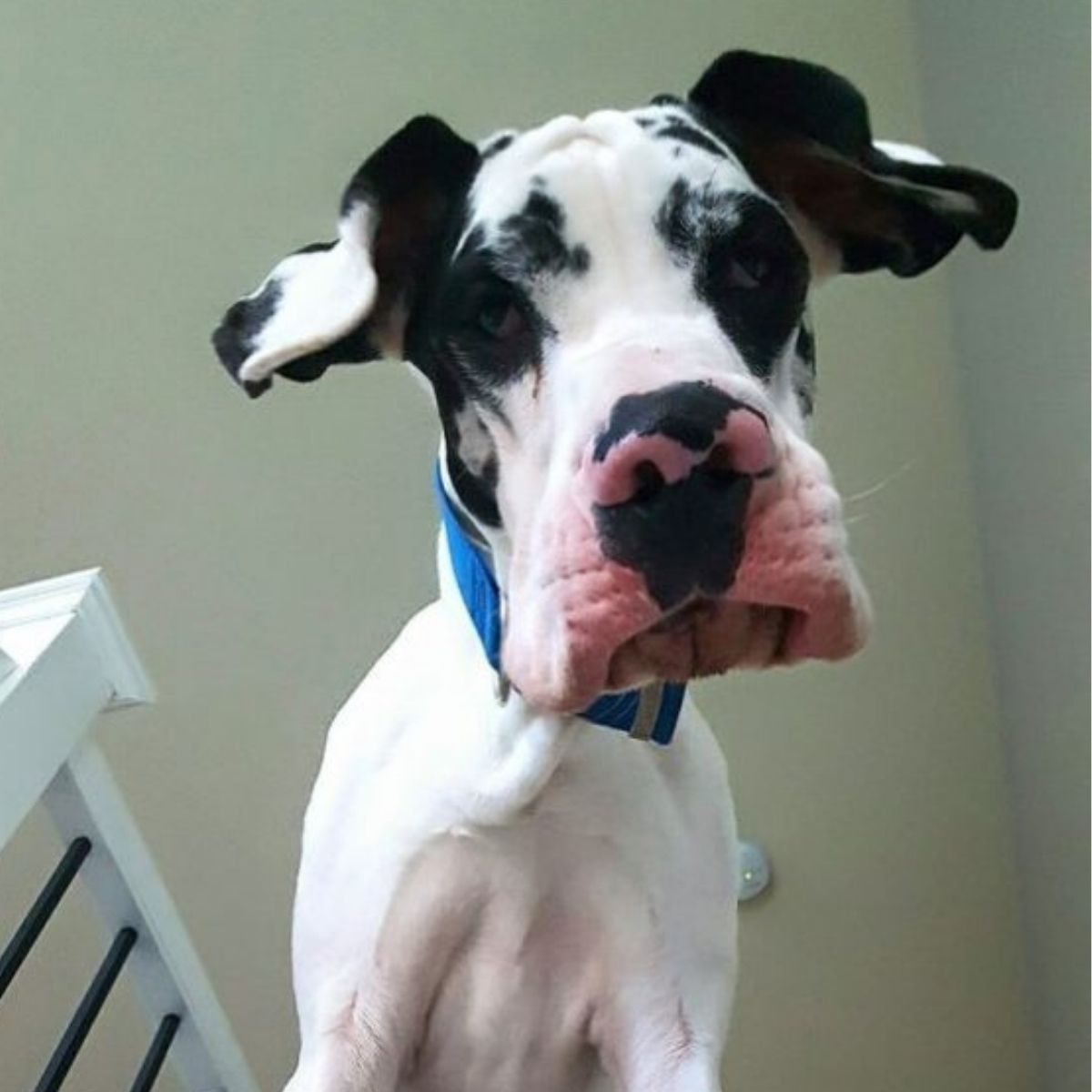 Top 12 Things Great Danes Don’t Like - The Paws