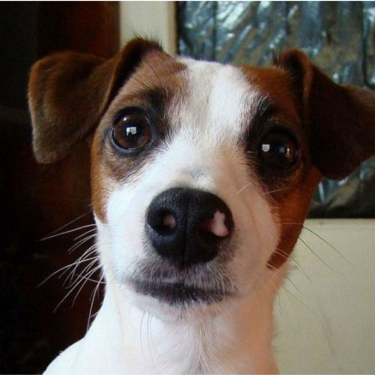 15 Reasons Why You Should Never Own Jack Russells - The Paws