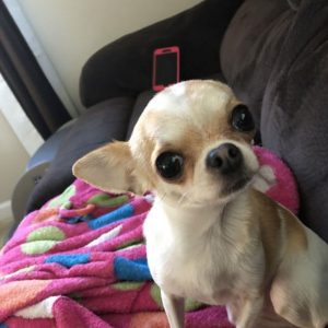 14 Reasons Why You Should Never Own Chihuahua