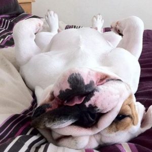 15 Reasons Why You Should Never Own English Bulldogs