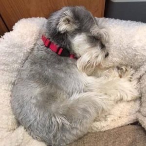 24 Schnauzers Sleeping In Totally Ridiculous Positions