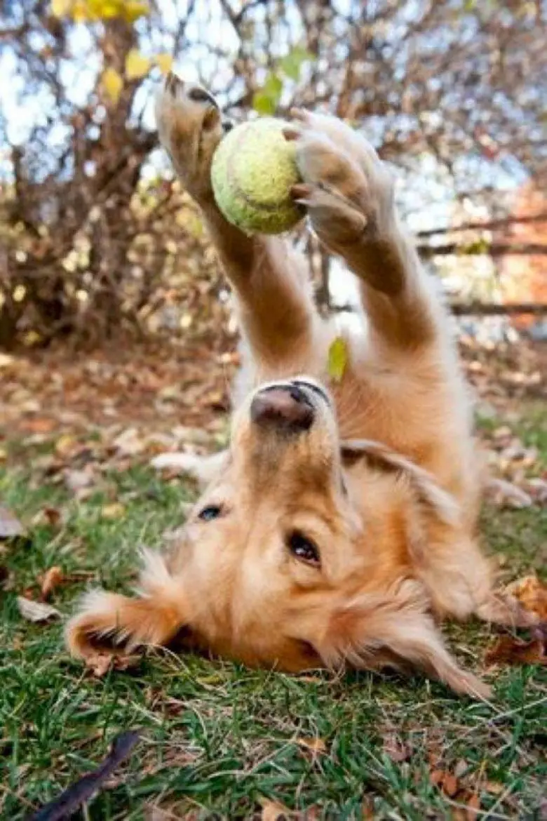 39 Best Toys for Golden Retrievers The Paws