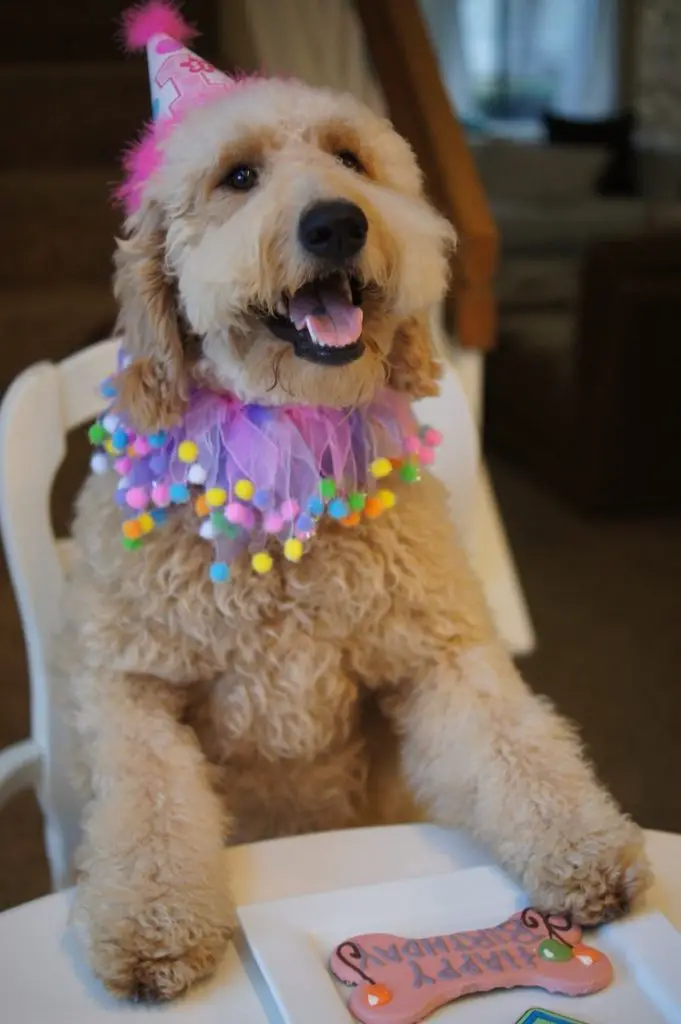 10 Signs You Are A Crazy Goldendoodle Person | Page 3 of 4 | The Paws