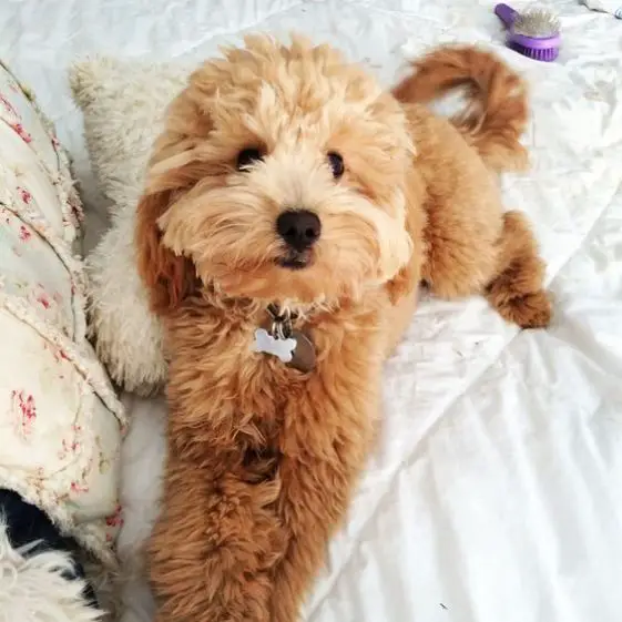 stuffed goldendoodle toy