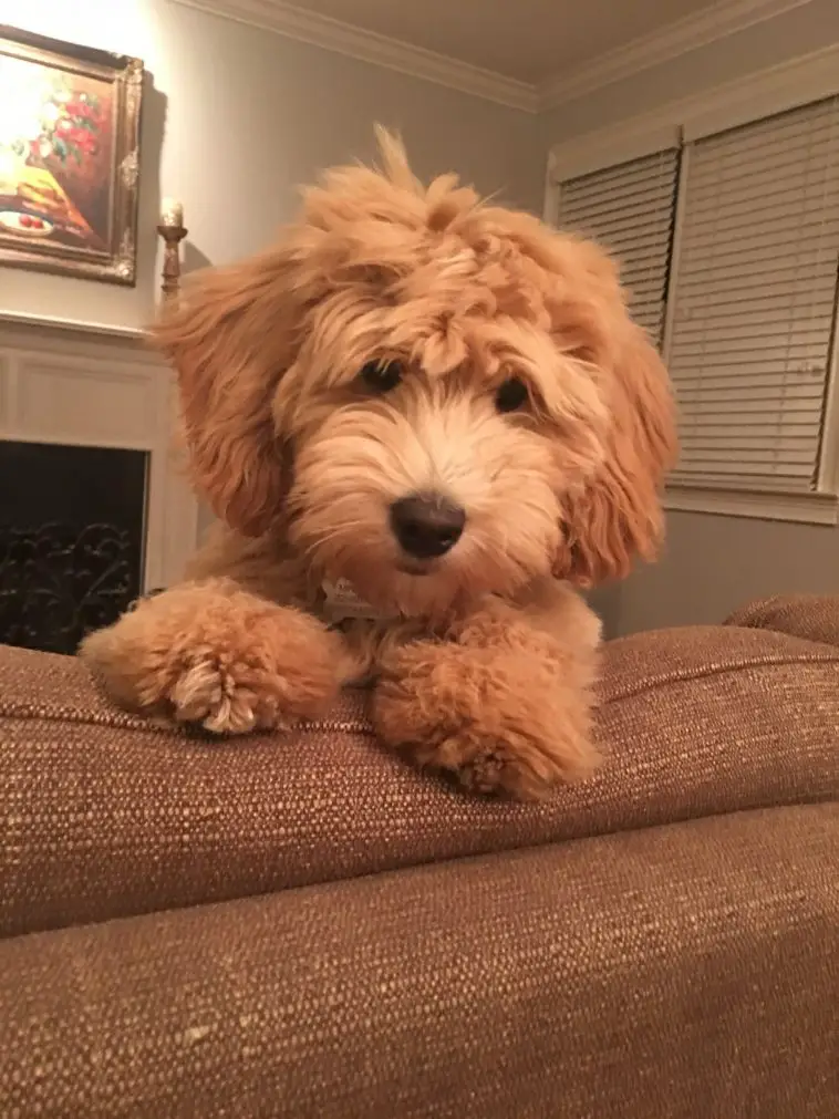 golden doodle stuffed animal