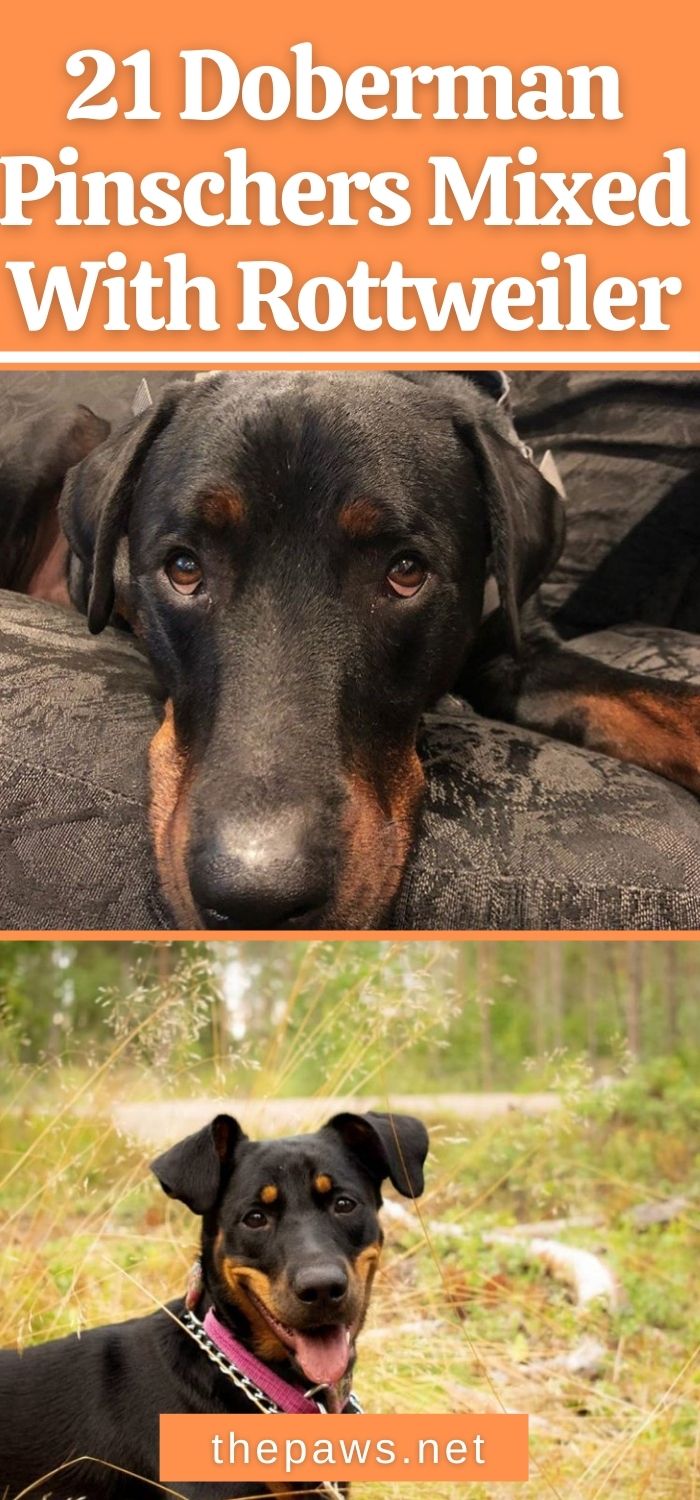 21 Doberman Pinschers Mixed With Rottweiler - The Paws