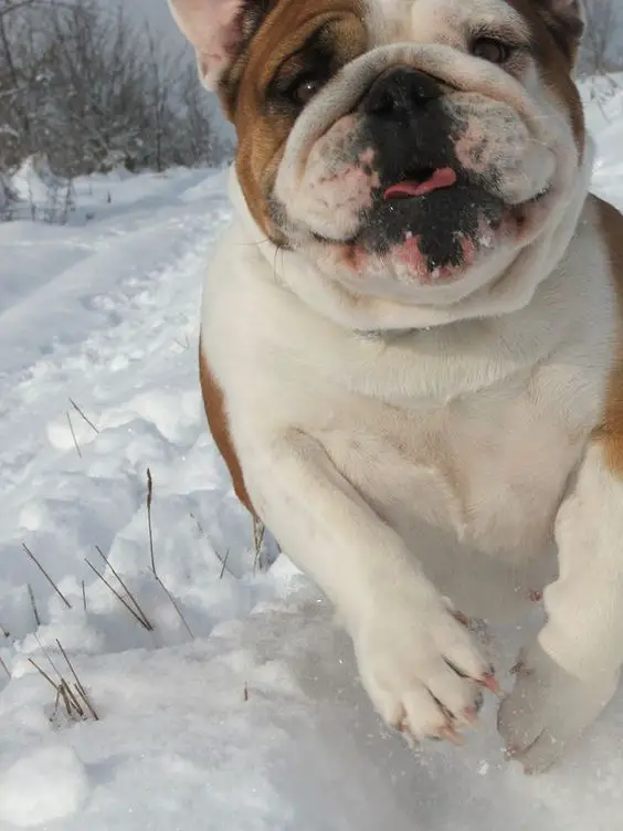 23+ Best Toys for English Bulldogs - The Paws