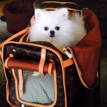 17 Things Only Pomeranian Owners Understand - The Paws