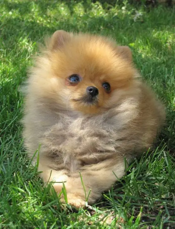 18 Reasons Why You Should Never Own Pomeranians | Page 3 of 5 | The Paws