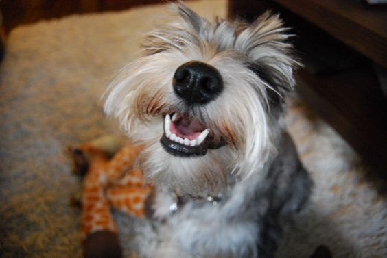 smiling Schnauzer dog