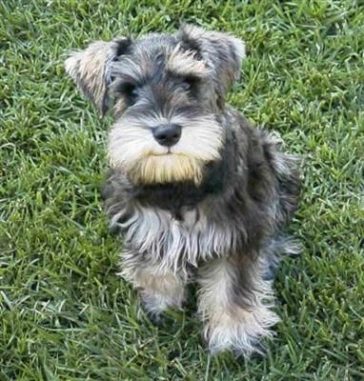 25 Yorkies Mixed With Schnauzer | The Paws