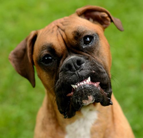 Top 17 Funniest Smiling Boxer Dogs Ever - The Paws