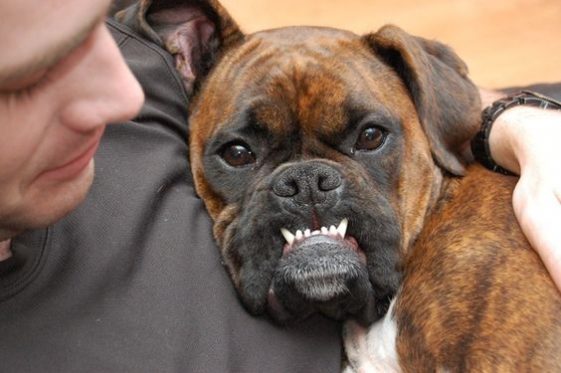 Top 17 Funniest Smiling Boxer Dogs Ever | Page 4 Of 5 | The Paws