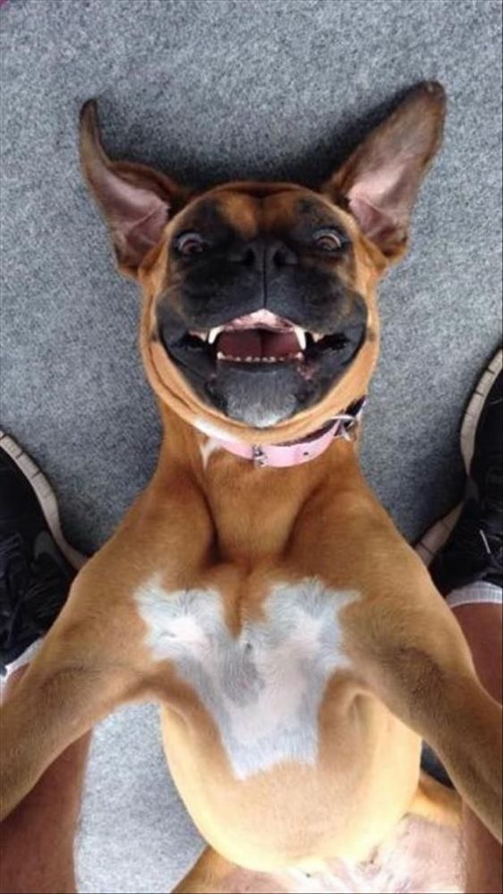 Top 17 Funniest Smiling Boxer Dogs Ever – Page 4 – The Paws