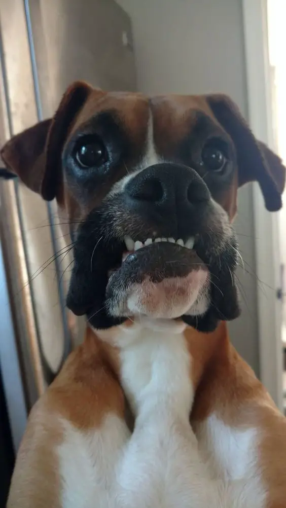Top 17 Funniest Smiling Boxer Dogs Ever – Page 2 – The Paws