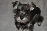 The 23 Cutest Pictures Of Teacup Schnauzers | The Paws