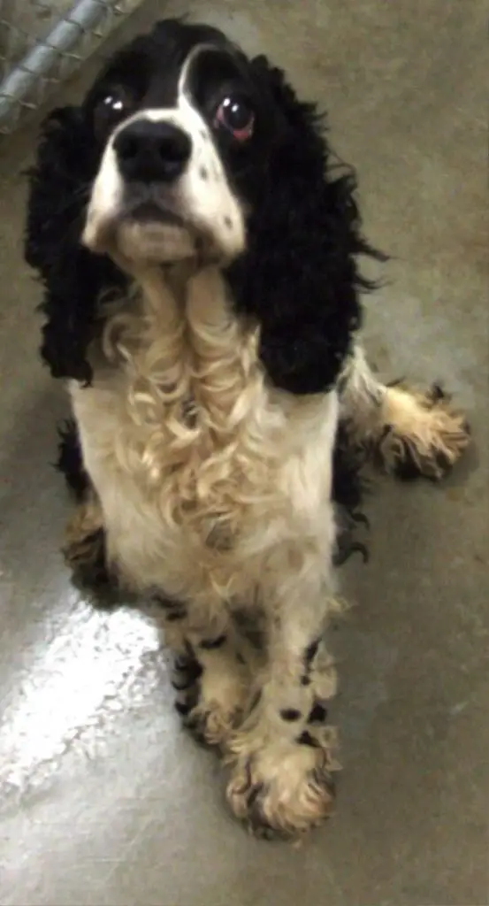 black and white cocker spaniel teddy