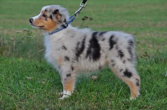 100 Female Australian Shepherd Dog Names - The Paws