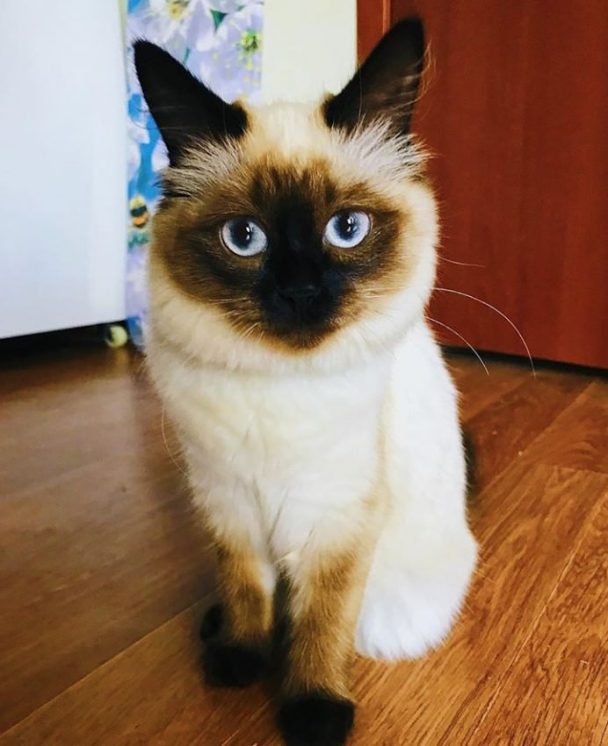 70 Best Balinese Cat Names - The Paws