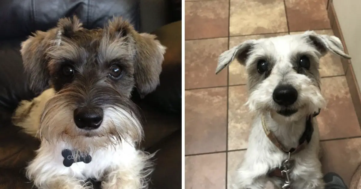 12 Reasons Schnauzers Are Not The Friendly Dogs Everyone Says They Are ...