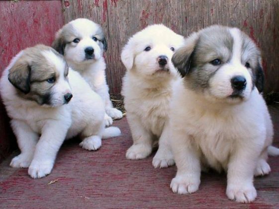 20-female-great-pyrenees-dog-names-the-paws