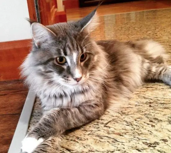 70 Best Maine Coon Cat Names - The Paws
