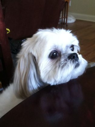 100+ Best Maltese Shih Tzu Mix Dog Names - The Paws