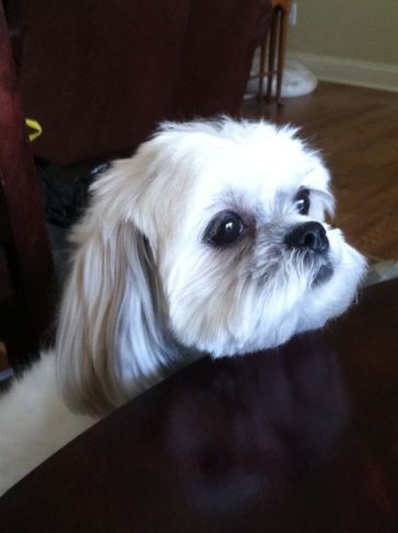 100+ Best Maltese Shih Tzu Mix Dog Names - The Paws