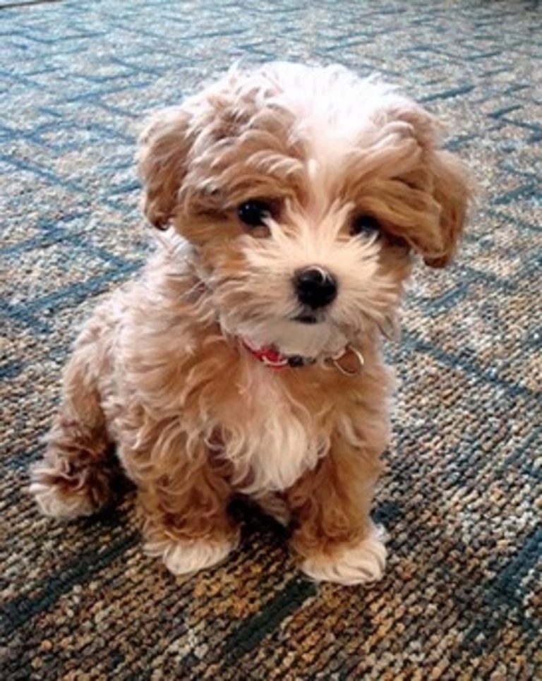 100+ Best Maltipoo Dog Names - The Paws