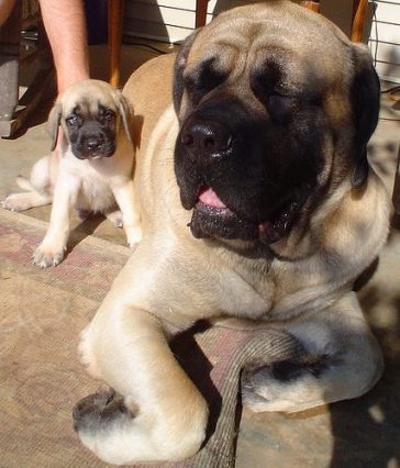 120+ Best Mastiff Dog Names - The Paws