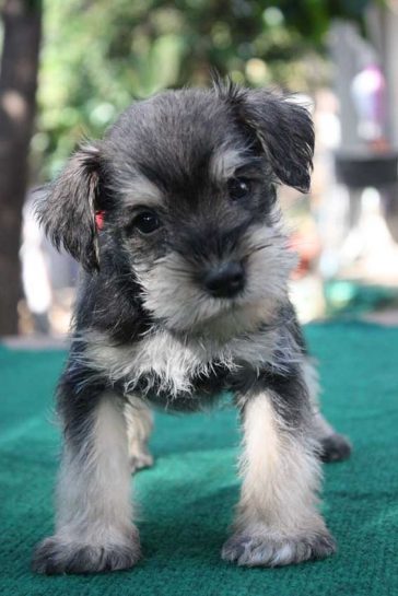 99+ Best Miniature Schnauzer Dog Names - The Paws